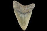 Serrated, Fossil Megalodon Tooth - South Carolina #134271-1
